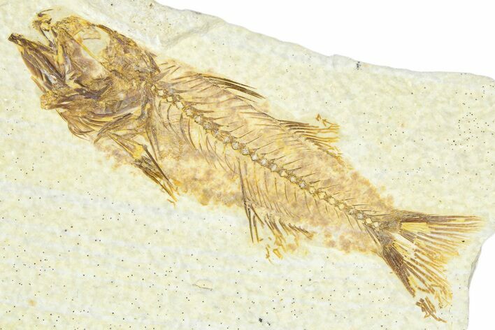 Uncommon Fish Fossil (Mioplosus) - Wyoming #367598